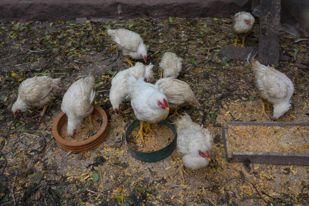 农场院子里鸡笼里的鸡。农业图片下载