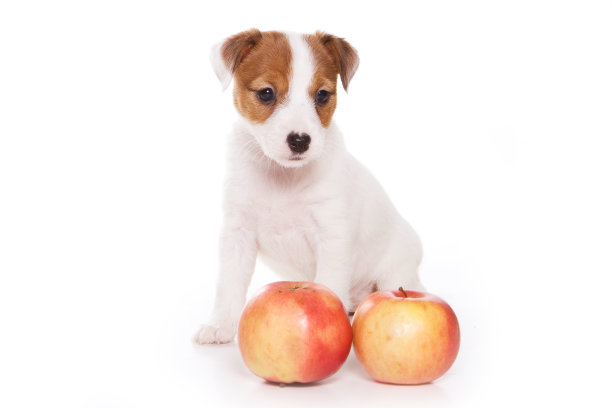 杰克罗素梗小狗(白色孤立)图片下载