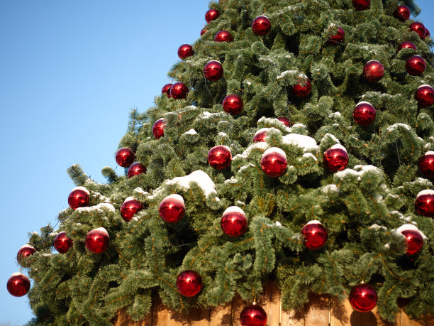 圣诞树被雪覆盖，用红色的球装饰。假期,绿色。图片下载