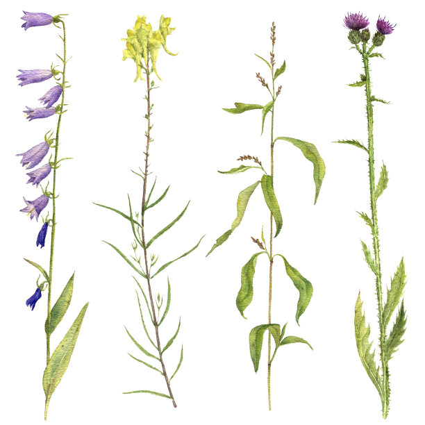 一套水彩花草图片下载