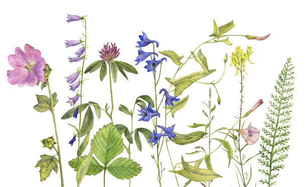 背景与水彩花图片下载