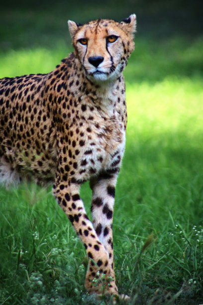 猎豹的特写图片下载