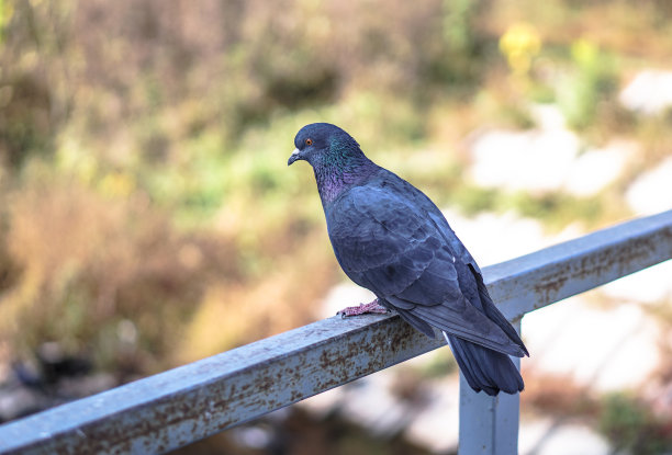 一群在城市公园里吃饲料的鸽子。野鸟在行走。库存图片图片下载