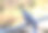 一群在城市公园里吃饲料的鸽子。野鸟在行走。库存图片图片下载