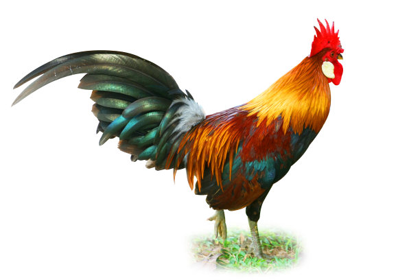 孤立的鸡工作室拍摄与剪辑路径上的白色图片下载