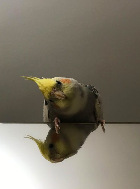 澳洲鹦鹉图片下载