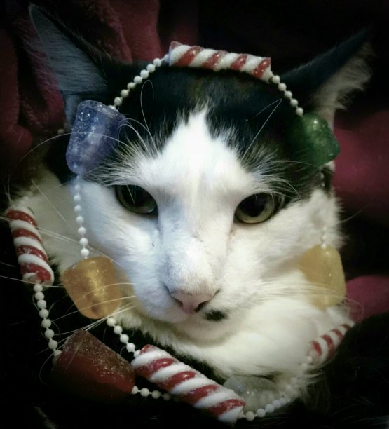 圣诞节的猫图片下载