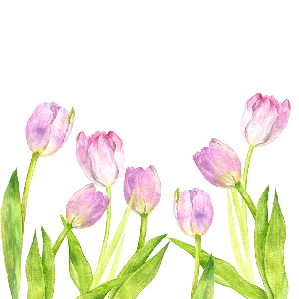 水彩粉色郁金香图片下载