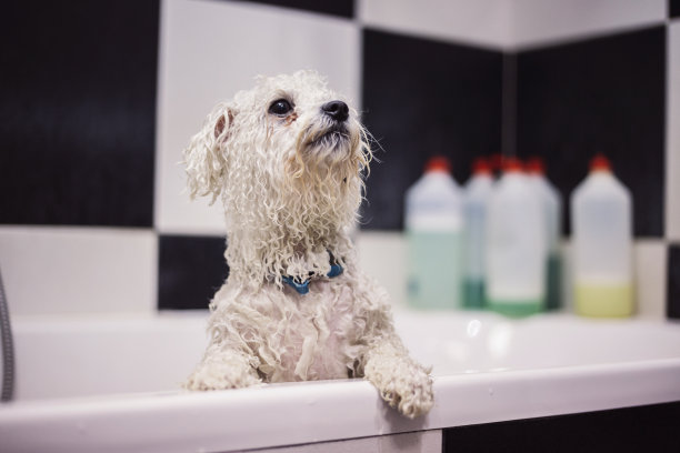 狗狗在美容院洗澡图片下载