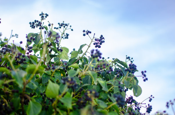 照片中的小紫色水果与水滴在一些灌木Menorca。图片下载