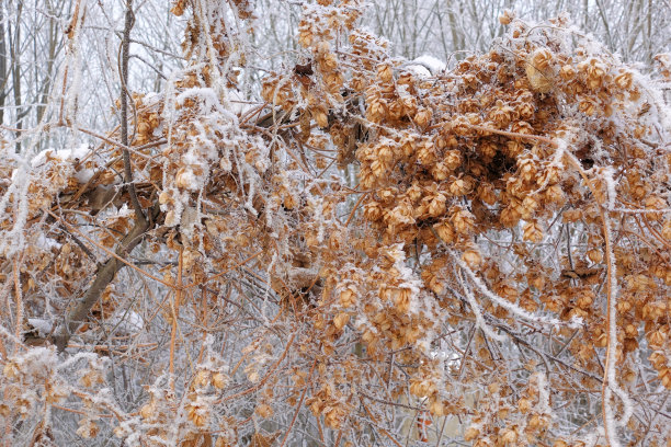 干燥的啤酒花覆盖着雪和白霜在冬天特写图片下载