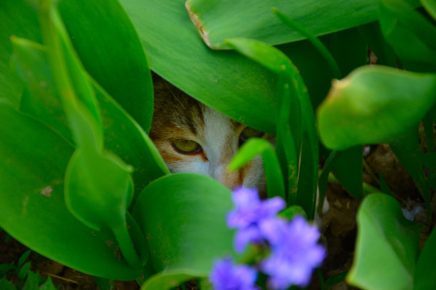 猫在绿色。图片下载