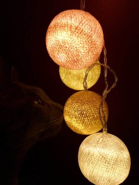 轻球和猫图片下载