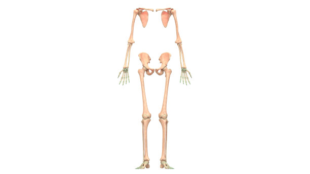 人体骨骼系统，附肢骨骼解剖学图片下载