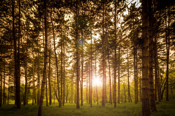 神奇的木头图片下载