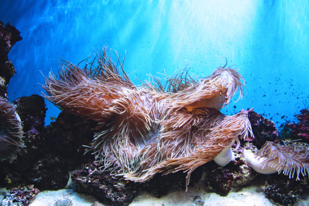 多彩的海洋世界动物图片下载