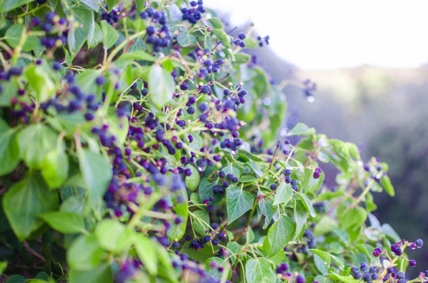 照片中的小紫色水果与水滴在一些灌木Menorca。图片下载
