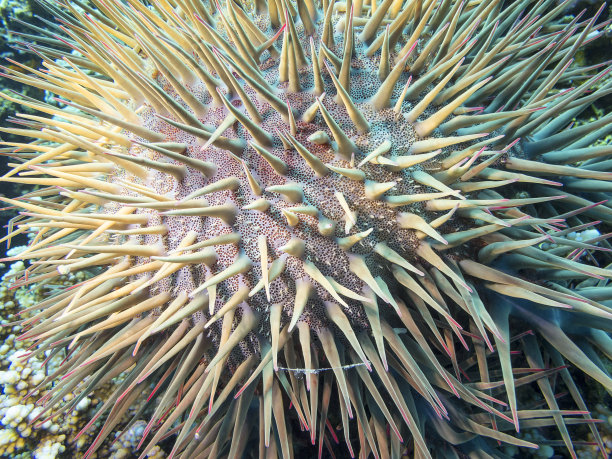 热带海底的棘冠海星，水下景观图片下载
