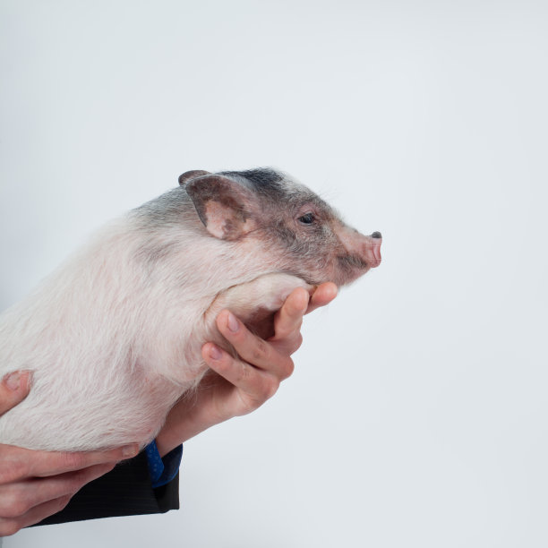 迷你猪在男性手上白色背景图片下载