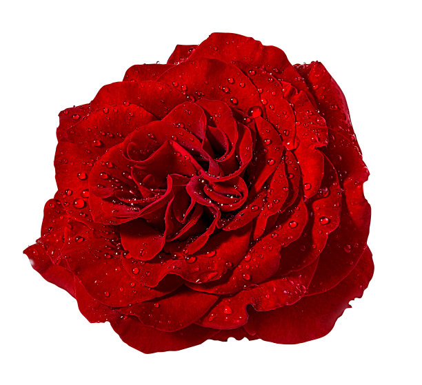 美丽的红玫瑰与露珠孤立在白色的背景与修剪路径图片下载