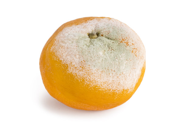 腐烂的橘子和白色的图片下载