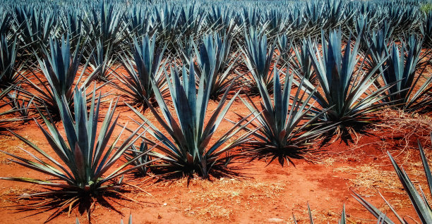 蓝色的龙舌兰图片下载