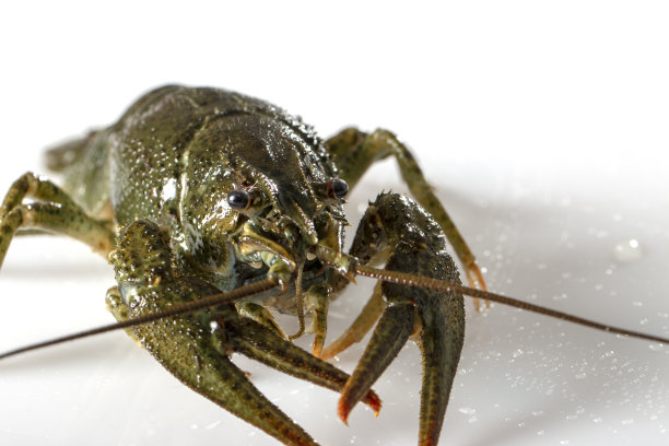 白色背景上的小龙虾。贝壳表面的水滴图片下载
