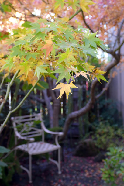 花园景象日本枫树岩常春藤灌木秋天的颜色图片下载