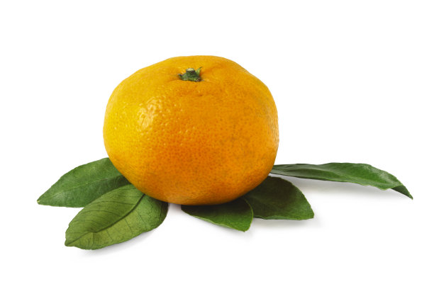 成熟的橘子图片下载