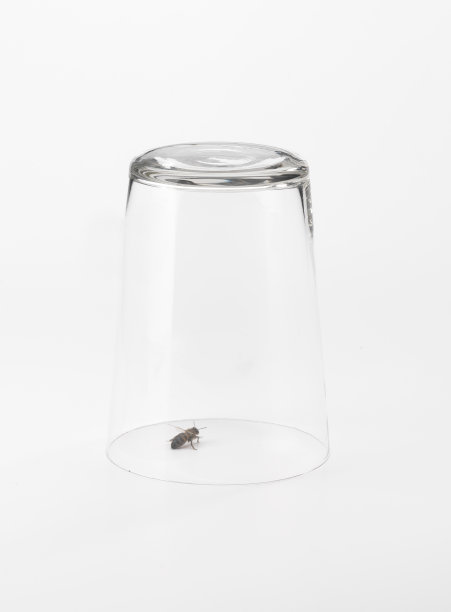 白底上的黄蜂图片下载