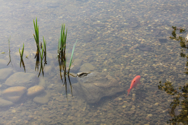 一只孤独的红色或金色的鱼漂浮在池塘里图片下载