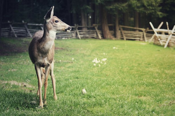鹿图片下载