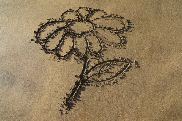 海沙上的洋甘菊图片。图片下载