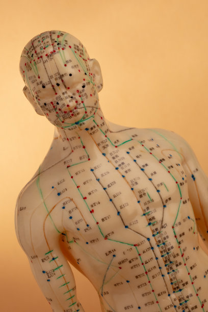 针灸模型图片下载