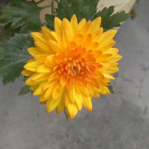 美丽的黄色花在植物在屋顶图片下载