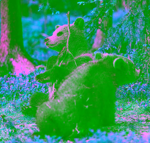 小熊玩树枝。夏天的森林里有小熊。图片下载