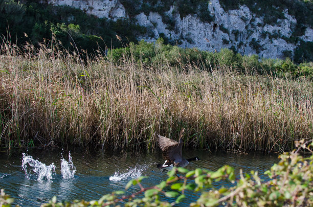 一张俯瞰海滩的河流的风景照片，一只鸭子在水面上飞翔和奔跑。图片下载