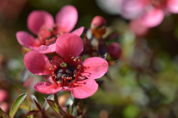 一张美丽的麦卢卡花的微距照片(Leptospermum scoparium，或新西兰茶树)，一种美妙的麦卢卡蜂蜜的来源图片下载