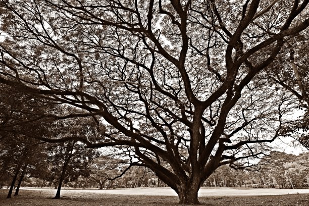 公园里的大树和树枝(深褐色)图片下载