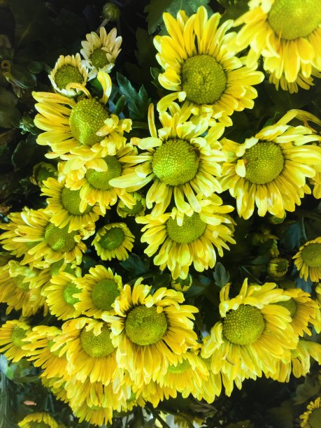 黄色菊花图片背景纹理图片下载