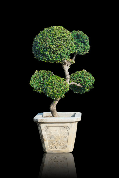 盆景以绿色为背景，以黑色为背景。图片下载