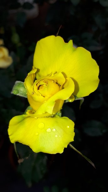 黄玫瑰图片下载