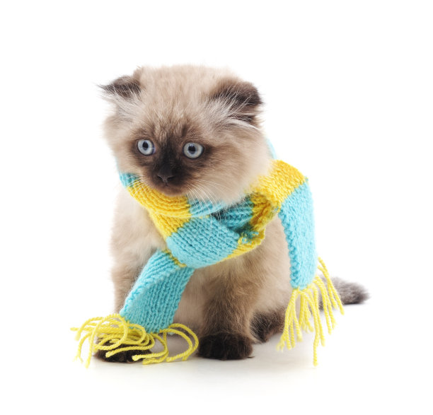 小猫围着围巾。图片下载