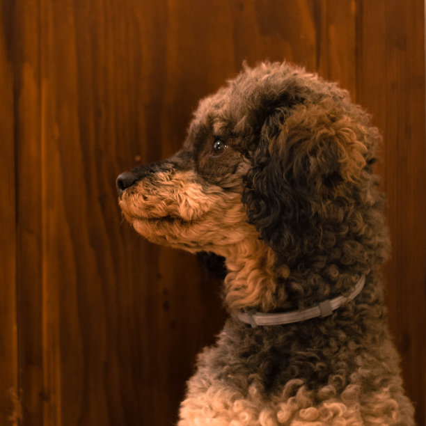 貂影狮子狗侧面照片图片下载