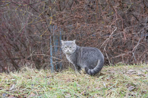 大野猫美丽的灰猫站着图片下载