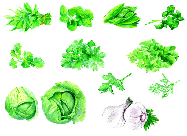 新鲜烹饪药草。蔬菜画水彩。罗勒、欧芹、薄荷、莴苣、莳萝。菜心图片下载