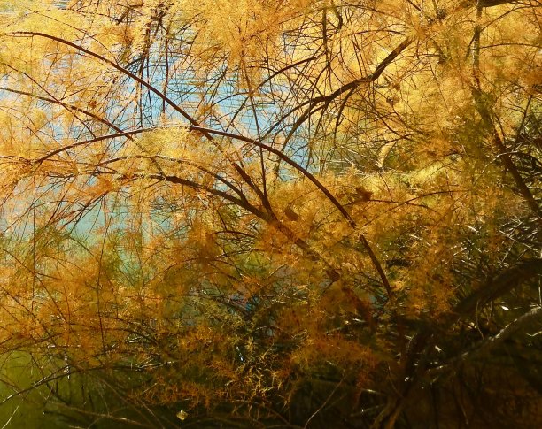 近距离观察新墨西哥州格兰德河附近的一系列盐雪松(红柳)树图片下载