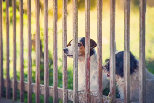 栅栏里的狗/在栅栏外等待自己的狗悲伤的狗动物宠物图片下载
