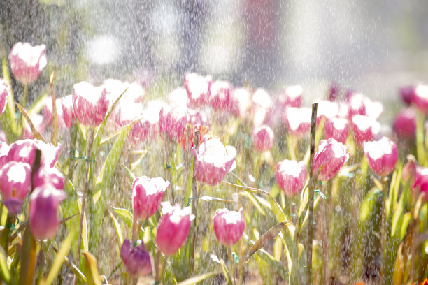 郁金香的雨滴。图片下载