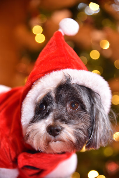 小狗在舒适的小屋里庆祝圣诞节图片下载